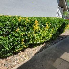 Bush Trimming by KJ & Co reviewed on August 14, 2025
