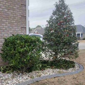 Bush Trimming by Dbs landscaping and lawn care reviewed on August 16, 2025