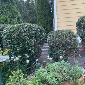 Bush Trimming by A-1 Affordable Lawn Care reviewed on August 18, 2025