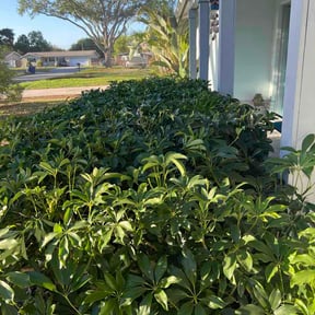 Bush Trimming by Text 2 Cut Lawn Care LLC reviewed on April 27, 2026