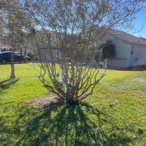 Bush Trimming by Mims Turf and Shrub Pros Inc reviewed on April 1, 2026