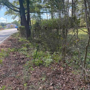 Bush Trimming by Trevor Hall reviewed on October 21, 2025