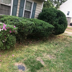 Bush Trimming by Wesley Gift reviewed on December 7, 2022