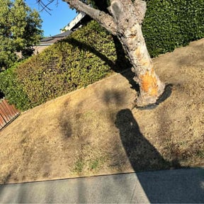 Cleanups by Smith family lawn service reviewed on July 22, 2022