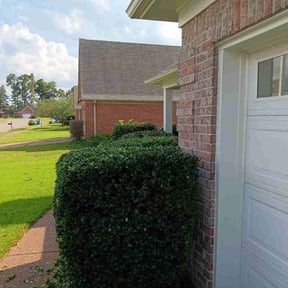 Bush Trimming by All Quality Lawn LLC. reviewed on August 18, 2025