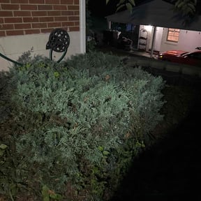 Bush Trimming by Ziegler's Landscaping reviewed on August 18, 2025