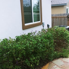 Bush Trimming by Driver Lawn Service reviewed on August 20, 2025