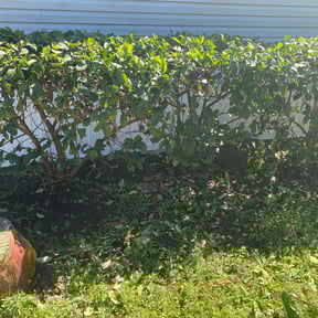 Bush Trimming by Biggs customs reviewed on August 21, 2025