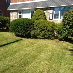 Bush Trimming by Liberty Construction and Maintenance LLC reviewed on May 2, 2025