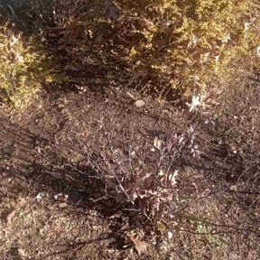 Leaf Removal by McLean Services reviewed on March 16, 2026