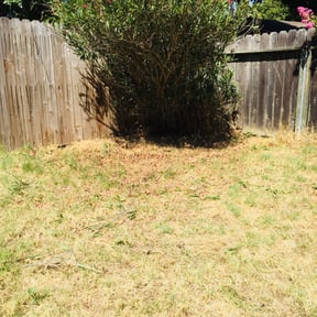Bush Trimming by Text 2 Cut Lawn Care LLC reviewed on August 15, 2025