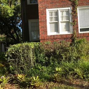 Bush Trimming by Lawn Champs reviewed on August 20, 2025