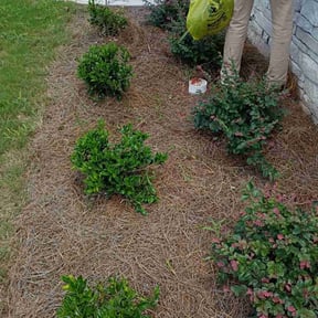 Flower Bed Weeding by Mm lawn care llc reviewed on November 6, 2025