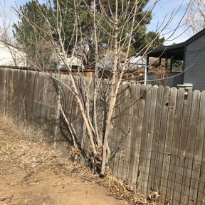 Bush Trimming by Clarks lawn care reviewed on August 20, 2025