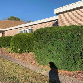 Bush Trimming by Almost Perfect lawncare reviewed on November 10, 2025