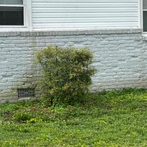 Bush Trimming by Gregory&#039;s lawn &amp; landscape reviewed on November 24, 2025