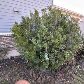 Bush Trimming by S&amp;T OutDoors Solutions  reviewed on November 9, 2025