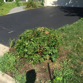 Bush Trimming by Efficitex Solutions LLC reviewed on August 20, 2025