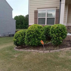 Bush Trimming by Expert Outdoor Services reviewed on August 16, 2025