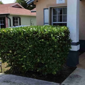 Bush Trimming by Mac's Property Detail reviewed on February 18, 2024