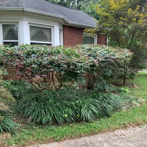 Bush Trimming by Mow-2-Snow Yard Service reviewed on August 15, 2025