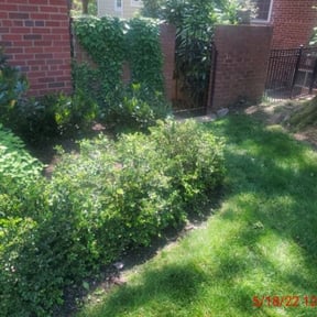 Bush Trimming by Fazal Management Group LLC reviewed on August 16, 2025