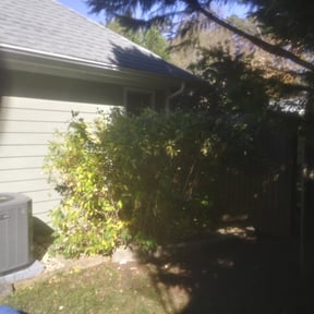 Bush Trimming by Mainline Lawn Care reviewed on August 21, 2025