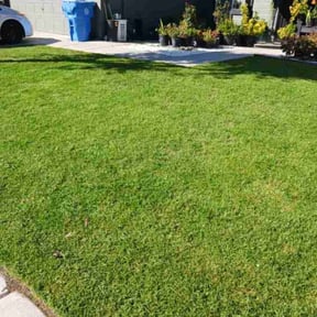 yard maintenance by My Dad Can reviewed on August 19, 2025