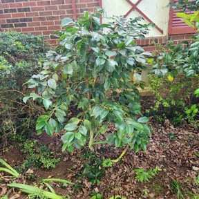 Bush Trimming by McGregor's landscaping reviewed on August 19, 2025