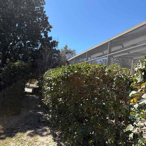 Bush Trimming by C L O V E R reviewed on February 23, 2026