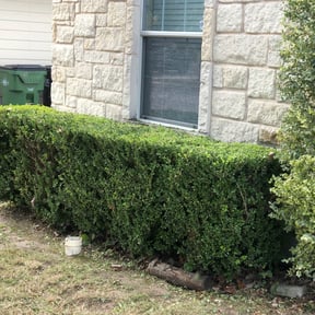 Bush Trimming by AP Landscapers reviewed on August 18, 2025