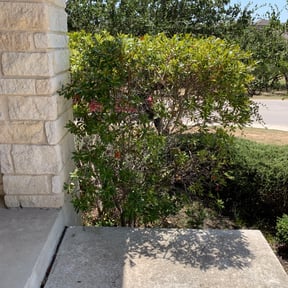 Bush Trimming by Schuetz Landscaping Services reviewed on August 19, 2025