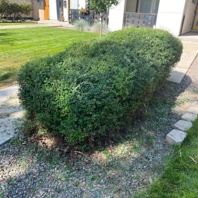 Bush Trimming by Top Landscape Maintenance LLC reviewed on November 18, 2025
