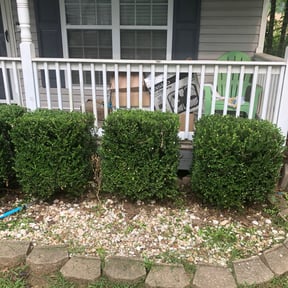 Bush Trimming by Kyle Esterley Lawn Care reviewed on August 21, 2025