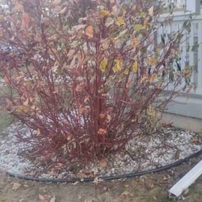 Bush Trimming by Arizona Affordable Landscaping reviewed on November 24, 2025