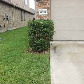 Bush Trimming by JH Custom Landscaping reviewed on August 17, 2025