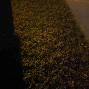 Leaf Removal by Junk by Day Gone by Night reviewed on October 19, 2026