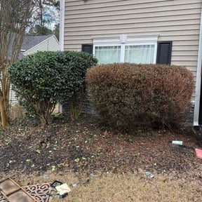 Bush Trimming by Richard Enterprises 2 reviewed on October 24, 2025