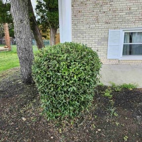 Bush Trimming by All Around Landscaping reviewed on August 19, 2025