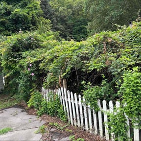 Bush Trimming by Keep it green reviewed on October 22, 2025