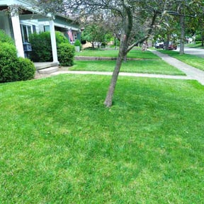 yard service by Blu&#039;s Lawn Care reviewed on November 22, 2025