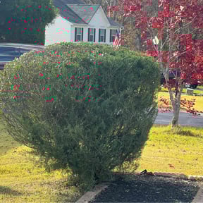 Bush Trimming by All in one solutions reviewed on November 20, 2025