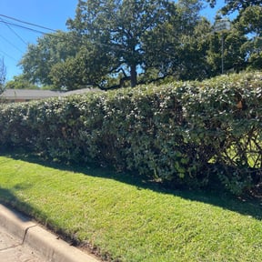 Bush Trimming by Ron's lawn care reviewed on August 15, 2025
