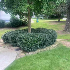 Bush Trimming by Killian Landscaping, LLC. reviewed on August 15, 2025