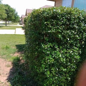 Bush Trimming by Just us landscaping LLC reviewed on August 17, 2025
