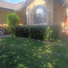 Bush Trimming by Asap Lawns reviewed on December 18, 2021