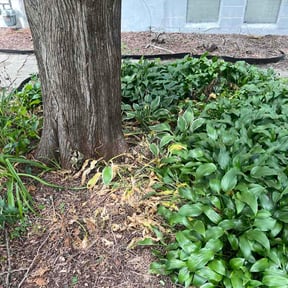 Flower Bed Weeding by Mudd brothers lawn care &amp; landscaping reviewed on September 15, 2026