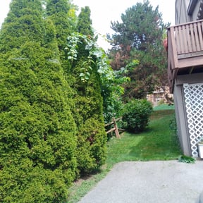 Bush Trimming by Grizzly Lawn Care and Snow Removal reviewed on August 18, 2025