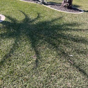 yard maintenance by Dario’s Landscaping reviewed on August 14, 2025