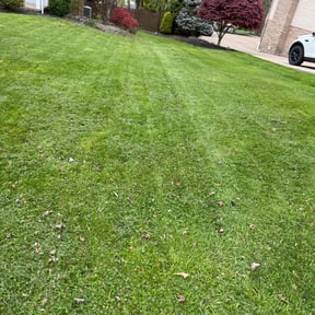 lawn maintenance by Catalan reviewed on April 29, 2024